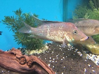 Maidenhead Aquatics@Shirley Freshwater Stocklist 02/10/2015