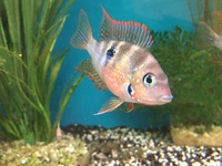 Maidenhead Aquatics@Shirley Freshwater Stocklist 02/10/2015