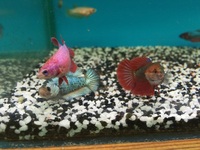 Maidenhead Aquatics@Shirley Freshwater Stocklist 02/10/2015