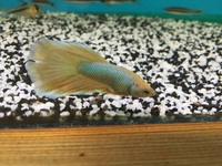 Maidenhead Aquatics@Shirley Freshwater Stocklist 02/10/2015