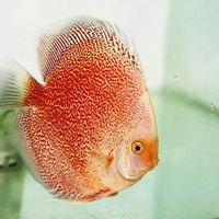 NEW SHIPMENT READY NOW - September/October @ DL Discus, THE SOLE UK Importers Of Some Of The Highest Quality Discus Not Only In The NorthEast But In T