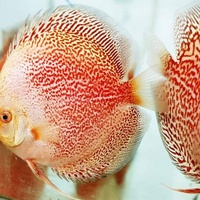 NEW SHIPMENT READY NOW - September/October @ DL Discus, THE SOLE UK Importers Of Some Of The Highest Quality Discus Not Only In The NorthEast But In T
