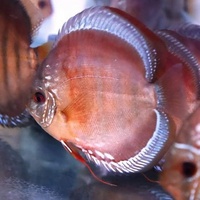NEW SHIPMENT READY NOW - September/October @ DL Discus, THE SOLE UK Importers Of Some Of The Highest Quality Discus Not Only In The NorthEast But In T