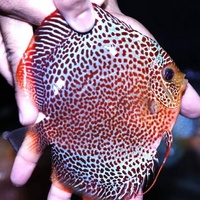 NEW SHIPMENT READY NOW - September/October @ DL Discus, THE SOLE UK Importers Of Some Of The Highest Quality Discus Not Only In The NorthEast But In T