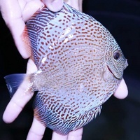 NEW SHIPMENT READY NOW - September/October @ DL Discus, THE SOLE UK Importers Of Some Of The Highest Quality Discus Not Only In The NorthEast But In T
