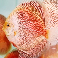 NEW SHIPMENT READY NOW - September/October @ DL Discus, THE SOLE UK Importers Of Some Of The Highest Quality Discus Not Only In The NorthEast But In T