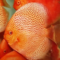 NEW SHIPMENT READY NOW - September/October @ DL Discus, THE SOLE UK Importers Of Some Of The Highest Quality Discus Not Only In The NorthEast But In T