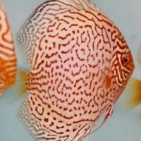 NEW SHIPMENT READY NOW - September/October @ DL Discus, THE SOLE UK Importers Of Some Of The Highest Quality Discus Not Only In The NorthEast But In T
