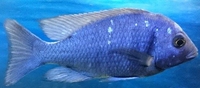 African Cichlid Breeder UK Based
