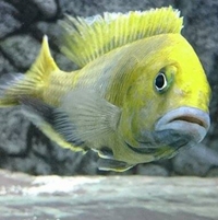 African Cichlid Breeder UK Based
