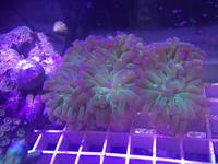 Romsey World Of Water New Marine Livestock 03/10/15