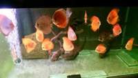 group of discus various strains adult and sub adult £250 x14 swap for quality stingray BD/LEO/PEARL