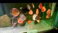 group of discus various strains adult and sub adult £250 x14 swap for quality stingray BD/LEO/PEARL