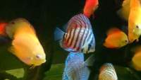 group of discus various strains adult and sub adult £250 x14 swap for quality stingray BD/LEO/PEARL