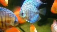 group of discus various strains adult and sub adult £250 x14 swap for quality stingray BD/LEO/PEARL