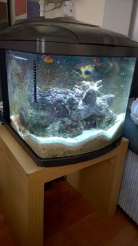 58ltr Boyu marine tank, live rock, fish, refractometer and more - £200 neg