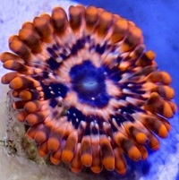 Zoa frag pack 2