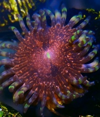 Zoa frag pack 2