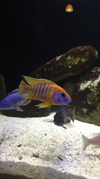Haps and Peacocks