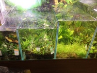 TOP QUALITY POTTED AQUARIUM PLANTS.. THESE ARE THE BEST VALUE AQUARIUM PLANTS YOU WILL FIND