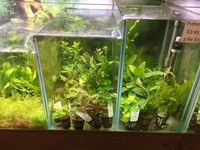 TOP QUALITY POTTED AQUARIUM PLANTS.. THESE ARE THE BEST VALUE AQUARIUM PLANTS YOU WILL FIND