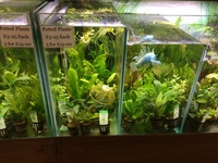 TOP QUALITY POTTED AQUARIUM PLANTS.. THESE ARE THE BEST VALUE AQUARIUM PLANTS YOU WILL FIND