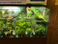 TOP QUALITY POTTED AQUARIUM PLANTS.. THESE ARE THE BEST VALUE AQUARIUM PLANTS YOU WILL FIND