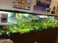 TOP QUALITY POTTED AQUARIUM PLANTS.. THESE ARE THE BEST VALUE AQUARIUM PLANTS YOU WILL FIND