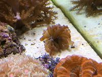 Quality Corals, Inverts and Marine Fish in Fluval M60 for Sale £300 Bargain