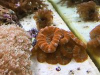 Quality Corals, Inverts and Marine Fish in Fluval M60 for Sale £300 Bargain
