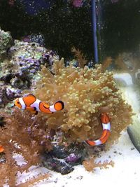Quality Corals, Inverts and Marine Fish in Fluval M60 for Sale £300 Bargain