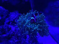 Quality Corals, Inverts and Marine Fish in Fluval M60 for Sale £300 Bargain