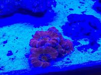 Quality Corals, Inverts and Marine Fish in Fluval M60 for Sale £300 Bargain