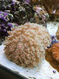 Quality Corals, Inverts and Marine Fish in Fluval M60 for Sale £300 Bargain