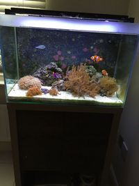 Quality Corals, Inverts and Marine Fish in Fluval M60 for Sale £300 Bargain