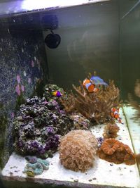 Quality Corals, Inverts and Marine Fish in Fluval M60 for Sale £300 Bargain