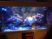 Marine fish, Live rock, Live corals, in full marine setup