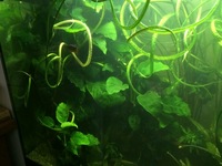 Rena 200lt complete setup, eheim 2073, heavily planted