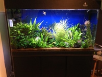 4ft Tropical Fish Tank +Cabinet. 330lt. Mature Planted tank. Complete set up inc fish+plants