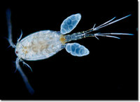 COPEPODS 100ML £9.50 inc postage