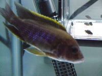 Aulonocara sp. Lwanda male sold