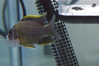 Aulonocara sp. Lwanda male sold