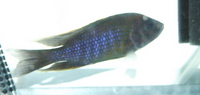Aulonocara sp. Lwanda male sold