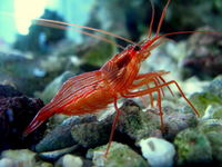 AIPTASIA EATING PEPPERMINT SHRIMP £18 each.