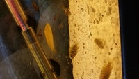 TROPHEUS BRICHARDI ULWILE