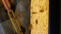 TROPHEUS BRICHARDI ULWILE