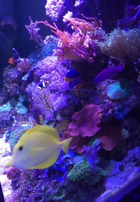 MARINE Tank Holiday Cover