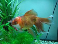Big Beautiful Bronze Oranda - FREE to good home