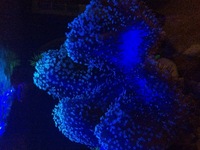 Aqua One Cube 175 Full Marine Set - Up