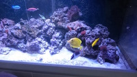 AQUAREEF 400 Marine Aquarium Gloss White £550